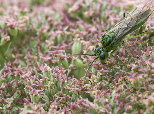 Symphyta sp.
